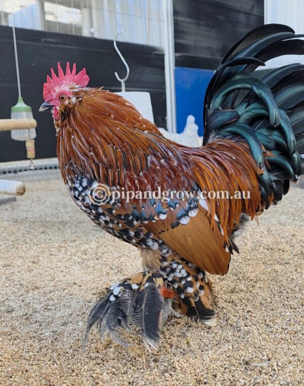 Belgian D'uccle Fertile egg (each) - Image 10