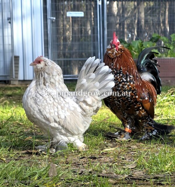 Pot Luck Fertile egg (each) - Image 8