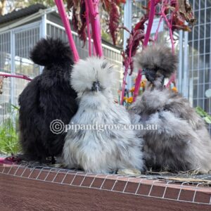 Silkie & Showgirl- Blue, Splash & Black Fertile Egg (each)