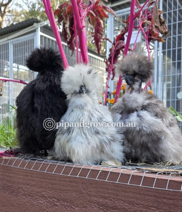 Silkie & Showgirl- Blue, Splash & Black Fertile Egg (each)