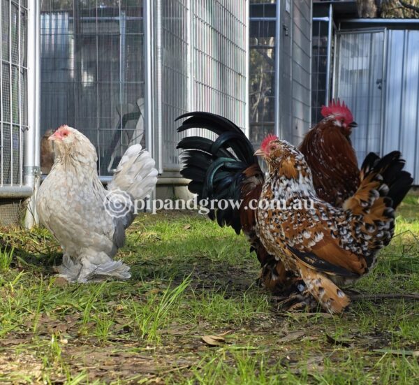 Belgian D'uccle Fertile egg (each) - Image 19