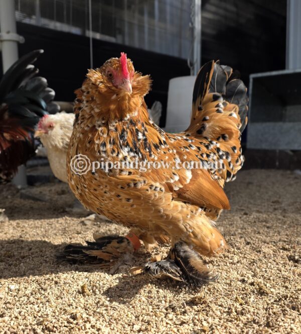 Belgian D'uccle Fertile egg (each) - Image 11