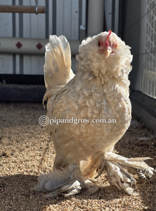 Belgian D'uccle Fertile egg (each) - Image 7