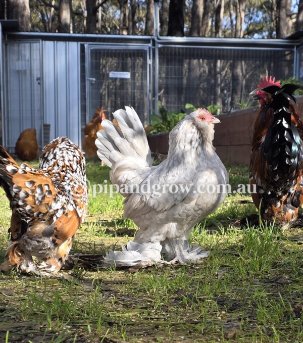 Belgian D'uccle Fertile egg (each) - Image 9