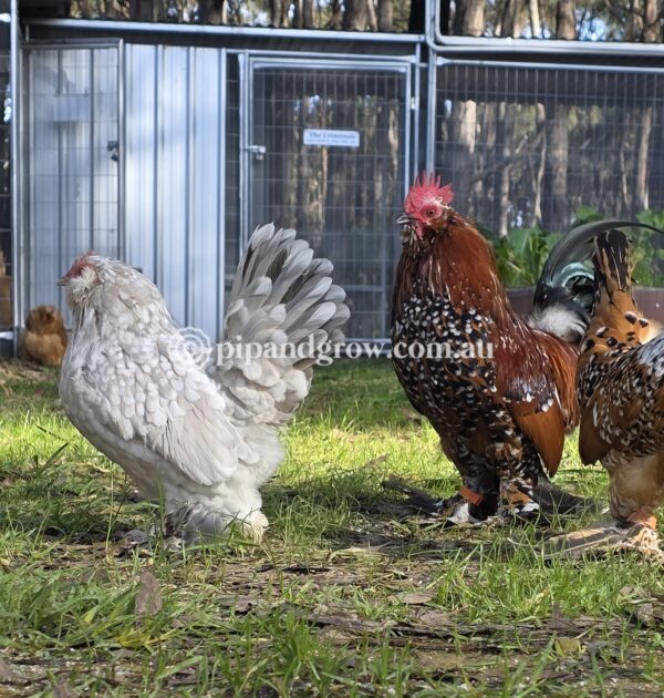 Belgian D'uccle Fertile egg (each) - Image 5