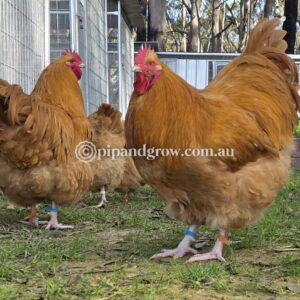 Buff Orpington Fertile egg (each)