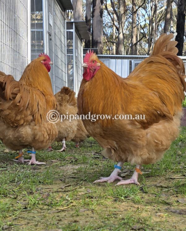 Buff Orpington Fertile egg (each)