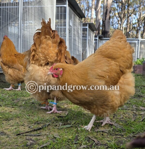 Buff Orpington Fertile egg (each) - Image 20