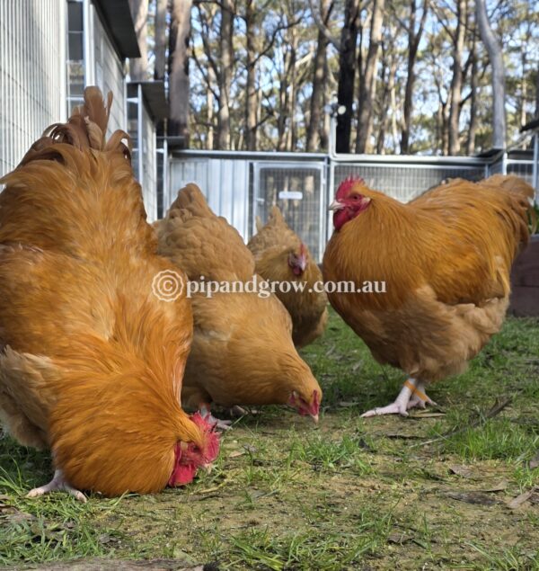 Buff Orpington Fertile egg (each) - Image 14
