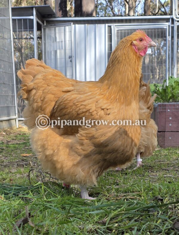 Buff Orpington Fertile egg (each) - Image 18