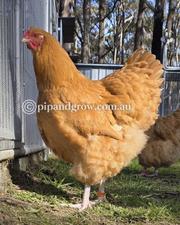 Buff Orpington Fertile egg (each) - Image 9