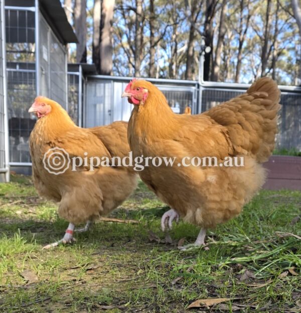 Buff Orpington Fertile egg (each) - Image 17