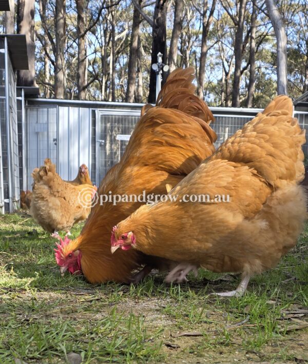 Buff Orpington Fertile egg (each) - Image 16
