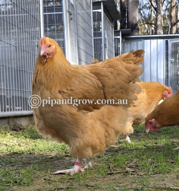 Buff Orpington Fertile egg (each) - Image 15