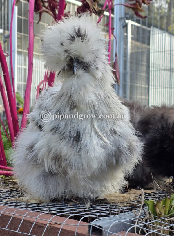 Silkie & Showgirl- Blue, Splash & Black Fertile Egg (each) - Image 18