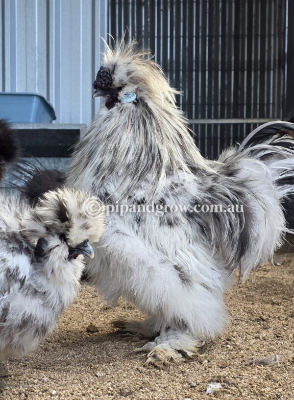 Silkie & Showgirl- Blue, Splash & Black Fertile Egg (each) - Image 6