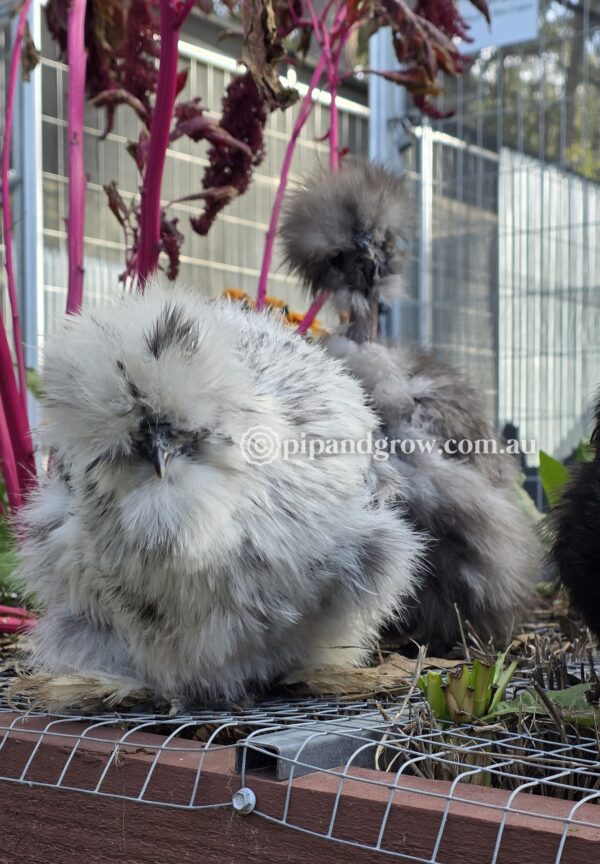 Silkie & Showgirl- Blue, Splash & Black Fertile Egg (each) - Image 5