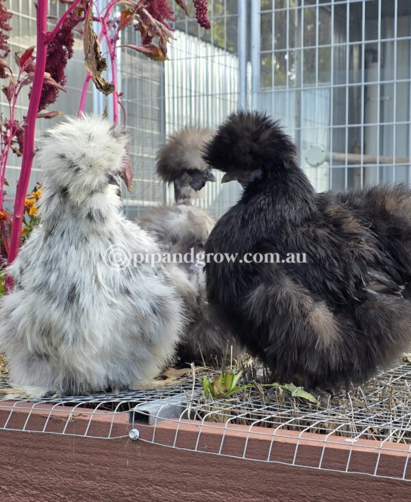 Silkie & Showgirl- Blue, Splash & Black Fertile Egg (each) - Image 20