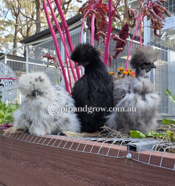 Silkie & Showgirl- Blue, Splash & Black Fertile Egg (each) - Image 21