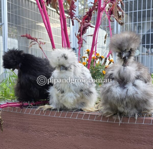 Silkie & Showgirl- Blue, Splash & Black Fertile Egg (each) - Image 19