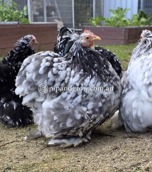 Pekin Black & Blue Mottled Fertile egg (each) - Image 9