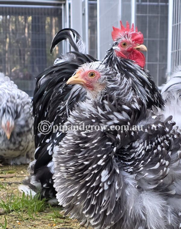 Pekin Black & Blue Mottled Fertile egg (each) - Image 10