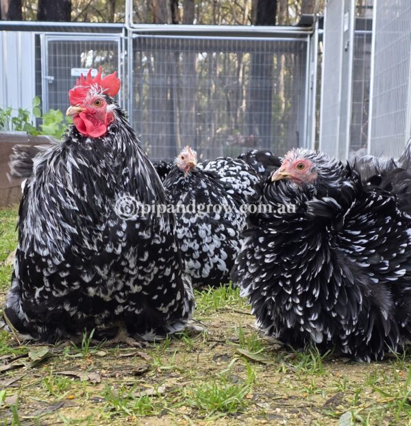 Pekin Black & Blue Mottled Fertile egg (each) - Image 12