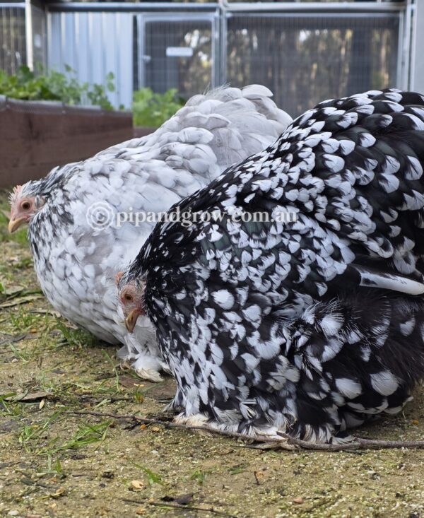 Pekin Black & Blue Mottled Fertile egg (each) - Image 13