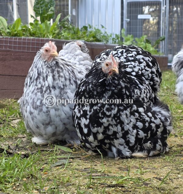 Pot Luck Fertile egg (each) - Image 7