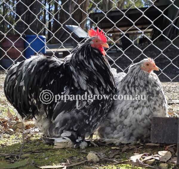 Pekin Black & Blue Mottled Fertile egg (each)