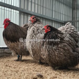 Bantam Orpington Fertile egg (each)