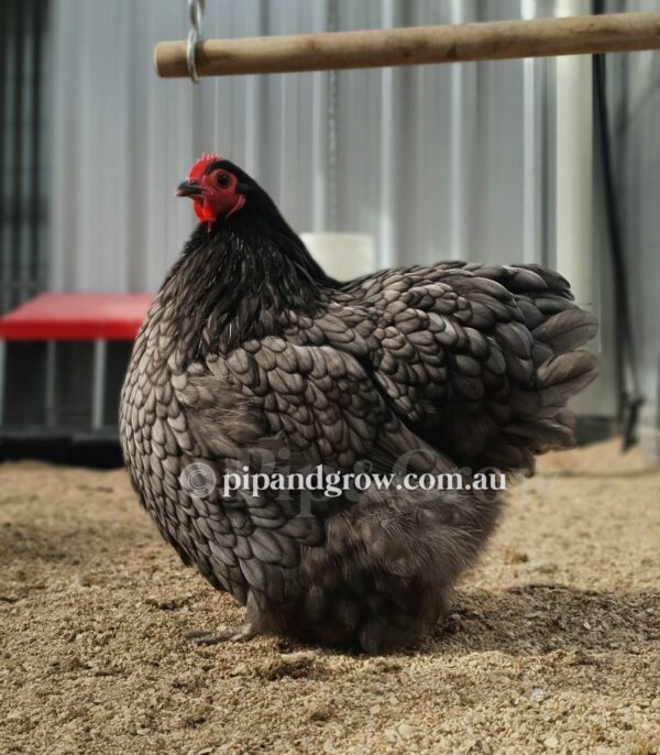 Bantam Orpington Fertile egg (each) - Image 7