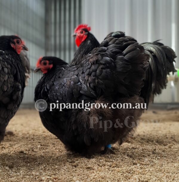 Bantam Orpington Fertile egg (each) - Image 20