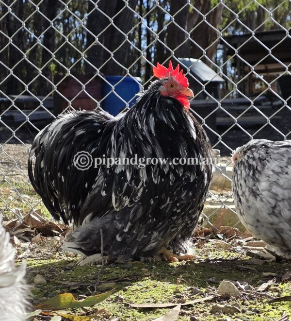 Pekin Black & Blue Mottled Fertile egg (each) - Image 5