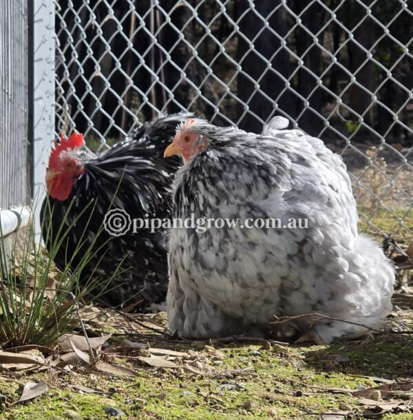Pekin Black & Blue Mottled Fertile egg (each) - Image 6