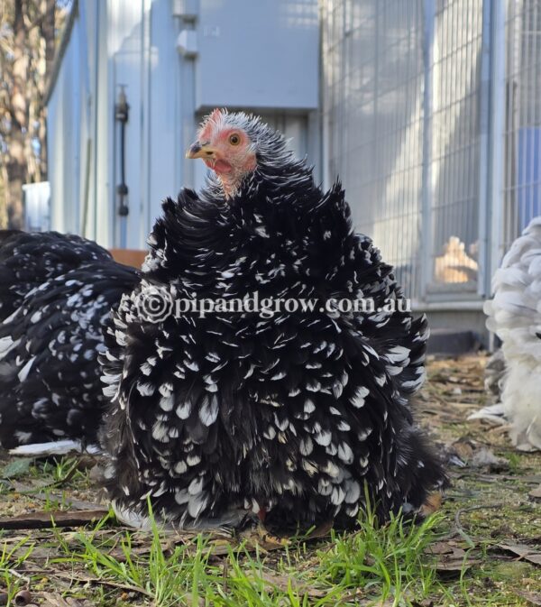 Pekin Black & Blue Mottled Fertile egg (each) - Image 8