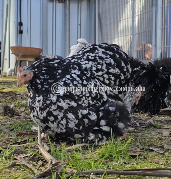 Pekin Black & Blue Mottled Fertile egg (each) - Image 7
