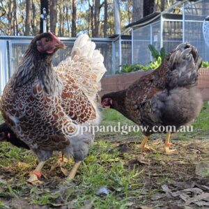 Wyandotte Fertile Egg (each)