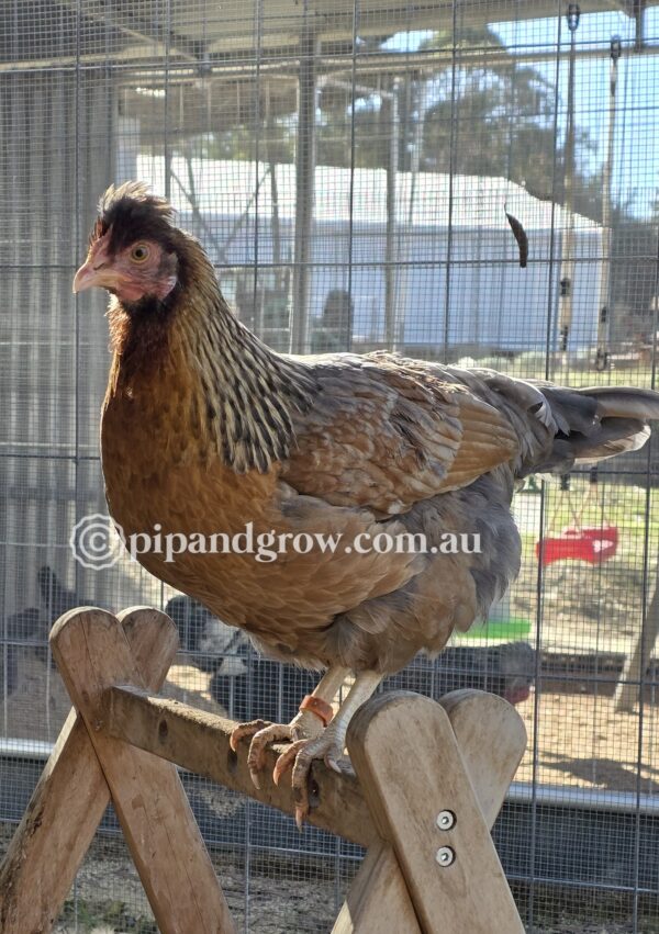 Farmyard & Easter Egger (each) - Image 6