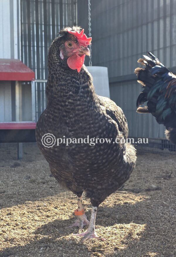 Farmyard & Easter Egger (each) - Image 3