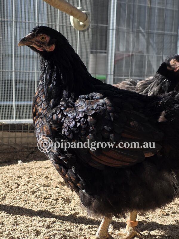 Farmyard & Easter Egger (each) - Image 5