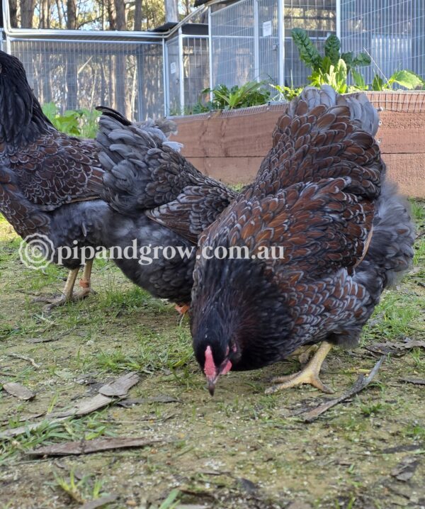 Wyandotte Fertile Egg (each) - Image 5
