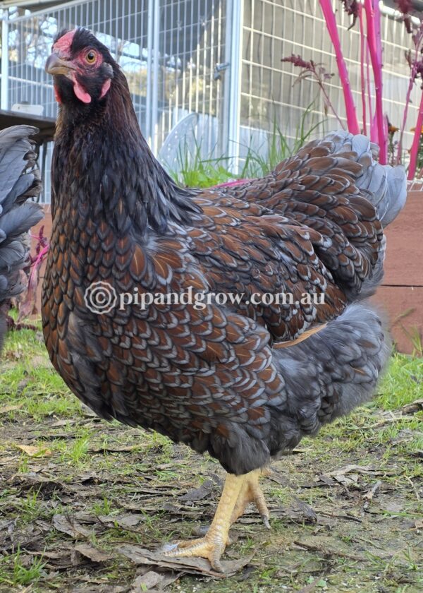 Wyandotte Fertile Egg (each) - Image 8