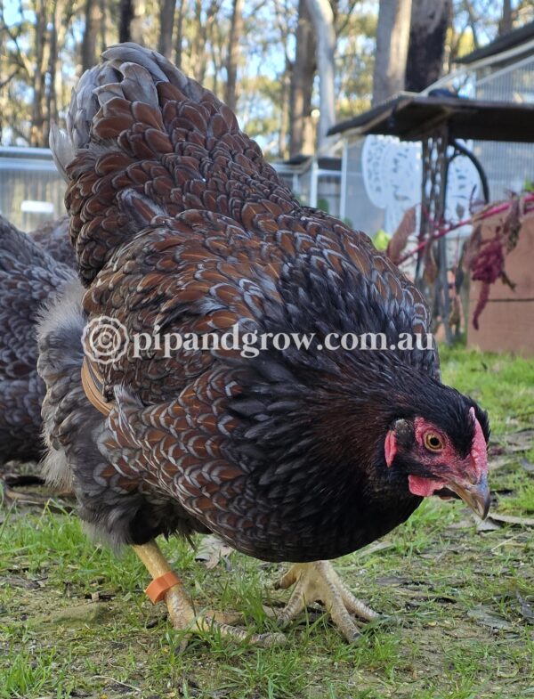Wyandotte Fertile Egg (each) - Image 7
