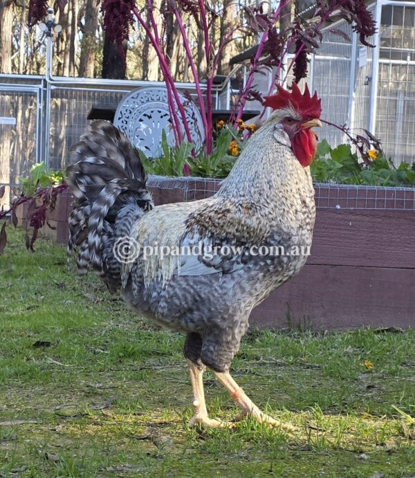 Cream Legbar Fertile Egg (each) - Image 4