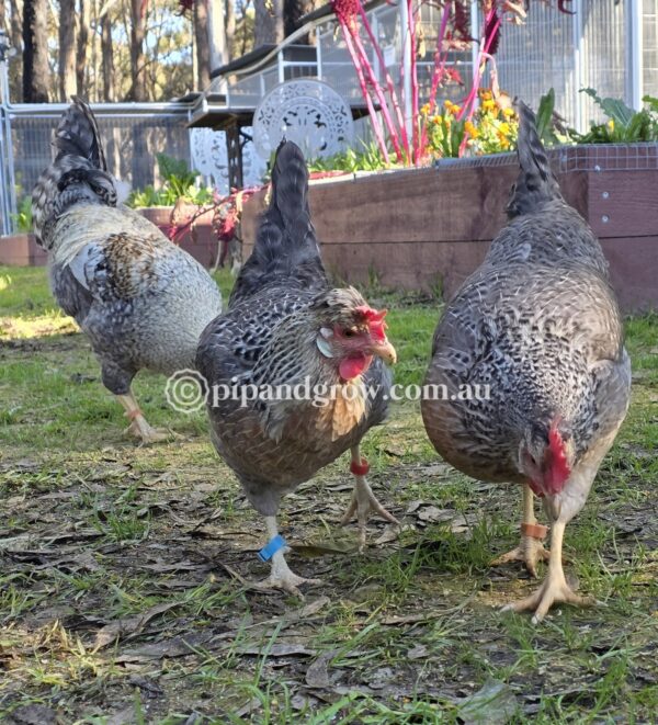 Cream Legbar Fertile Egg (each) - Image 7