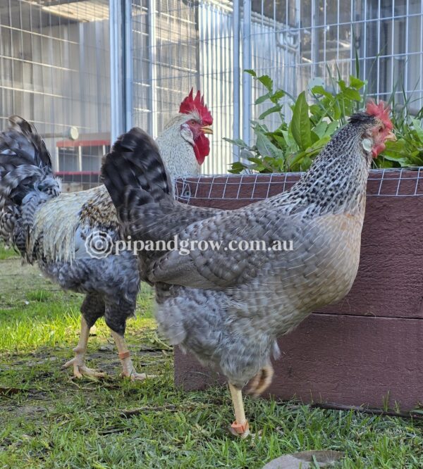 Cream Legbar Fertile Egg (each) - Image 9