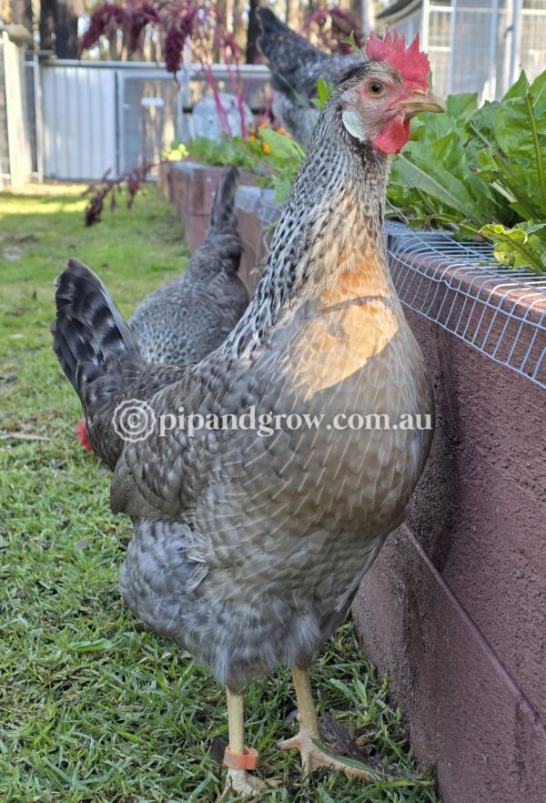 Cream Legbar Fertile Egg (each) - Image 8