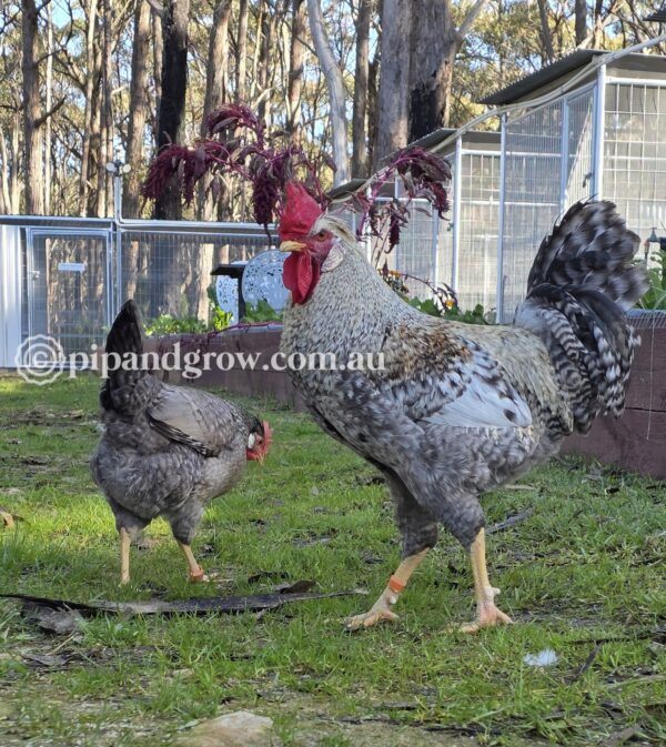 Cream Legbar Fertile Egg (each)