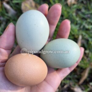 Marbar Fertile egg (each)